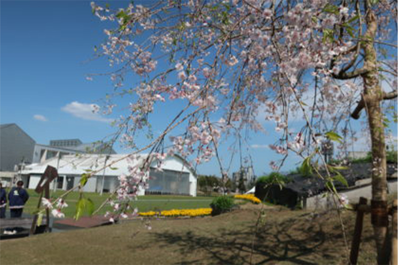 お花見（医療デイケアなないろの森）